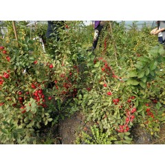 鈣果 農大6號樹苗果樹苗木【郵政發(fā)貨、10棵起發(fā)貨】