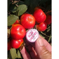 鈣果 農大6號樹苗果樹苗木【郵政發(fā)貨、10棵起發(fā)貨】