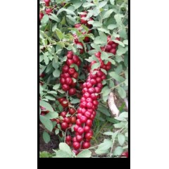 鈣果 農大6號樹苗果樹苗木【郵政發(fā)貨、10棵起發(fā)貨】