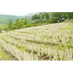 鈣果 農(nóng)大7號(hào)樹苗果樹苗木【郵政發(fā)貨、10棵起發(fā)貨】