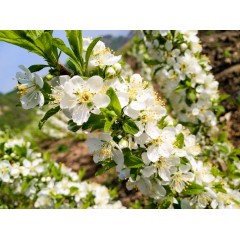 鈣果 農(nóng)大7號(hào)樹苗果樹苗木【郵政發(fā)貨、10棵起發(fā)貨】