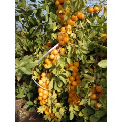 鈣果 農(nóng)大7號(hào)樹苗果樹苗木【郵政發(fā)貨、10棵起發(fā)貨】