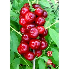 農(nóng)大鈣果4號果樹苗木【郵政發(fā)貨、10棵起發(fā)貨】