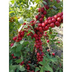 農(nóng)大鈣果4號果樹苗木【郵政發(fā)貨、10棵起發(fā)貨】