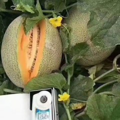 一只長(zhǎng)在吐魯番的哈密瓜，西州蜜25號(hào)又叫“酥蜜25號(hào)”濃郁香甜，甜度驚人！?。? width=