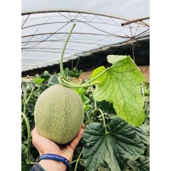 一只長(zhǎng)在吐魯番的哈密瓜，西州蜜25號(hào)又叫“酥蜜25號(hào)”濃郁香甜，甜度驚人?。?！