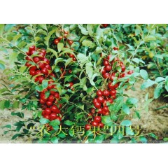農(nóng)大鈣果苗木農(nóng)大4號(hào)、農(nóng)大6號(hào)、’‘農(nóng)大7號(hào)’樹苗【郵政發(fā)貨、10棵起發(fā)貨】