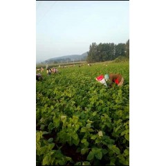 蘇子訂單農(nóng)業(yè) 訂單種植 蘇子葉、蘇子籽 回收收購